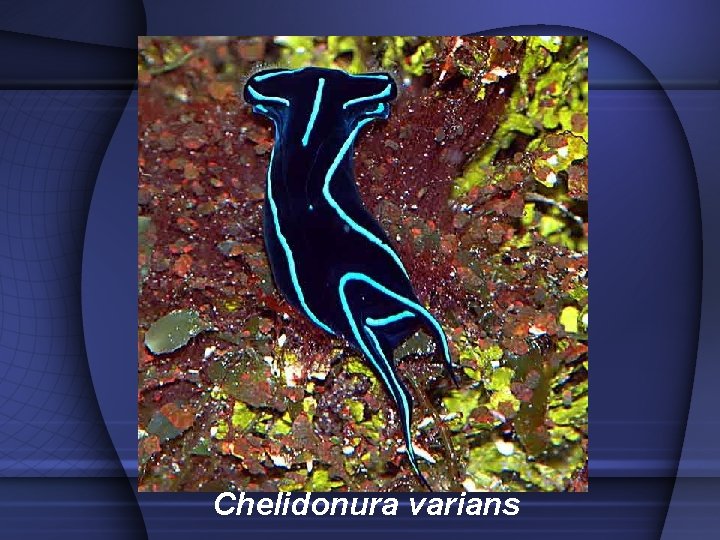 Chelidonura varians 