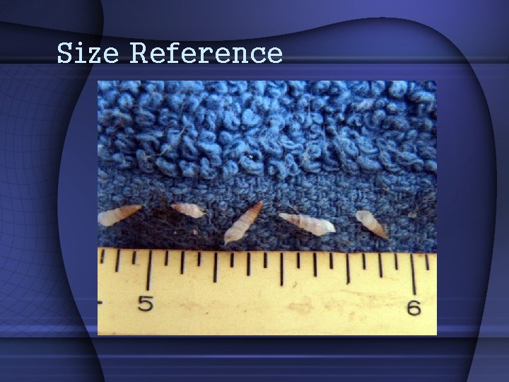 Size Reference 