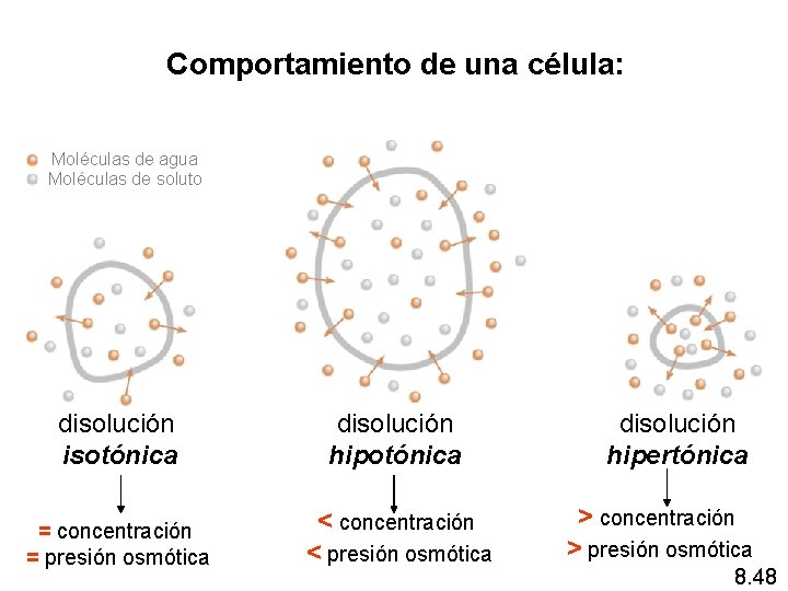 Comportamiento de una célula: Moléculas de agua Moléculas de soluto disolución isotónica disolución hipotónica