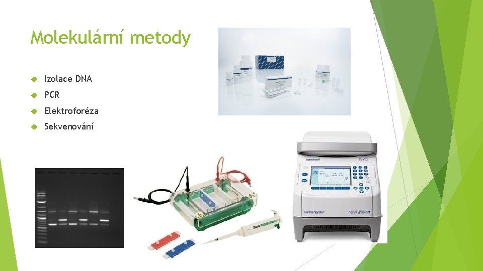 Molekulární metody Izolace DNA PCR Elektroforéza Sekvenování 