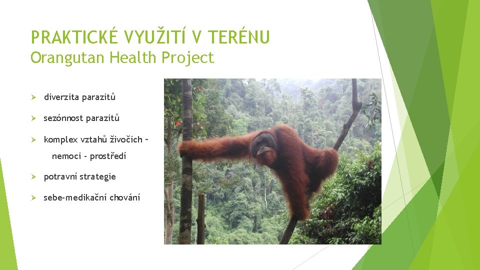 PRAKTICKÉ VYUŽITÍ V TERÉNU Orangutan Health Project Ø diverzita parazitů Ø sezónnost parazitů Ø