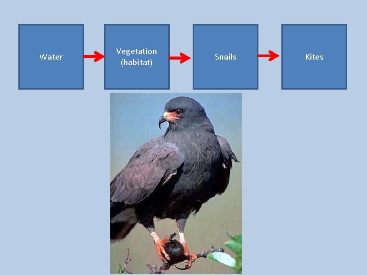 Water Vegetation (habitat) Snails Kites 