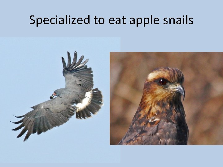 Specialized to eat apple snails 