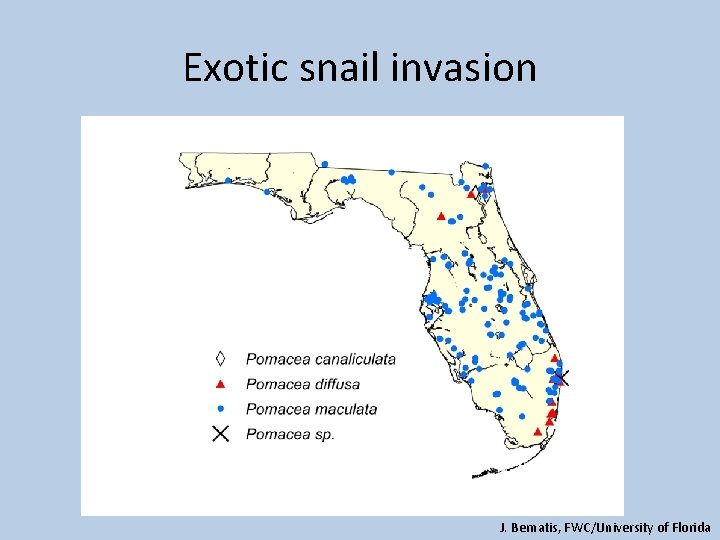 Exotic snail invasion J. Bernatis, FWC/University of Florida 