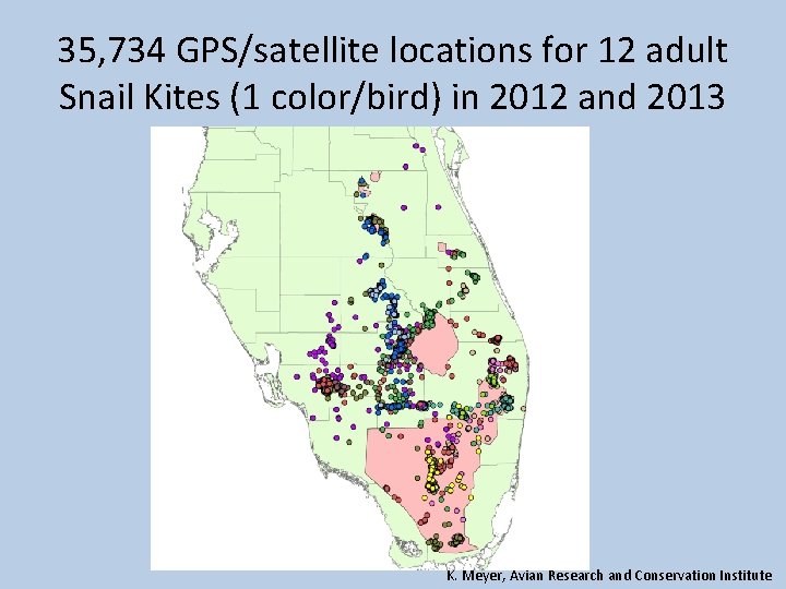 35, 734 GPS/satellite locations for 12 adult Snail Kites (1 color/bird) in 2012 and