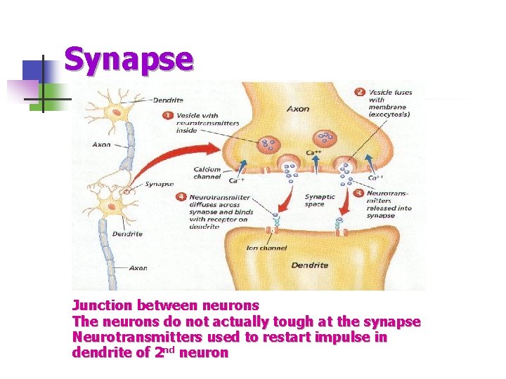 Synapse Junction between neurons The neurons do not actually tough at the synapse Neurotransmitters