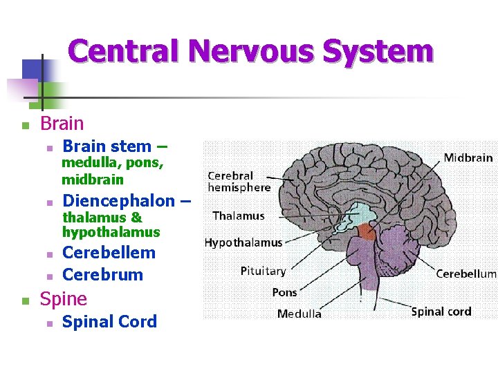 Central Nervous System n Brain stem – n Diencephalon – n n n medulla,