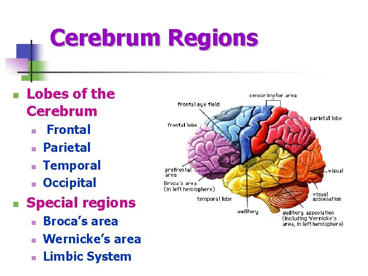 Cerebrum Regions n Lobes of the Cerebrum n n n Frontal Parietal Temporal Occipital