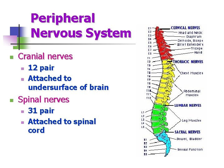 Peripheral Nervous System n Cranial nerves n n n 12 pair Attached to undersurface