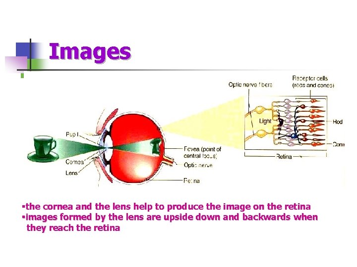 Images §the cornea and the lens help to produce the image on the retina