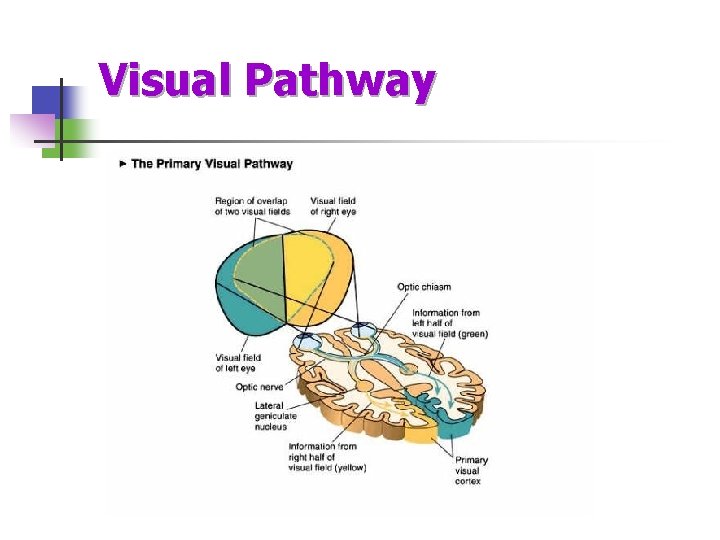 Visual Pathway 