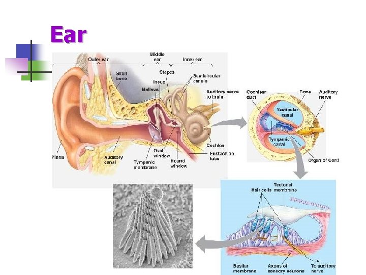 Ear 