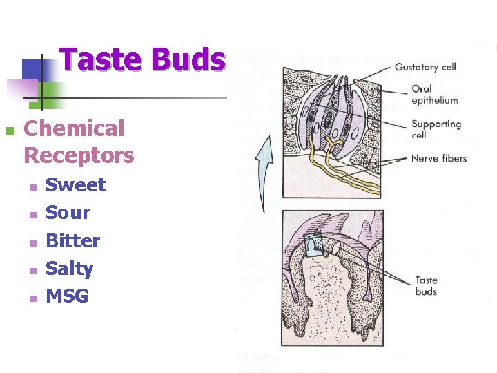 Taste Buds n Chemical Receptors n n n Sweet Sour Bitter Salty MSG 