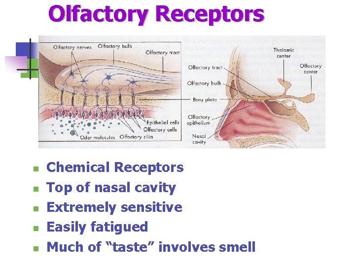 Olfactory Receptors n n n Chemical Receptors Top of nasal cavity Extremely sensitive Easily