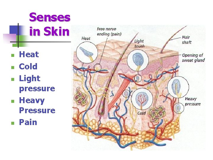 Senses in Skin n n Heat Cold Light pressure Heavy Pressure Pain 