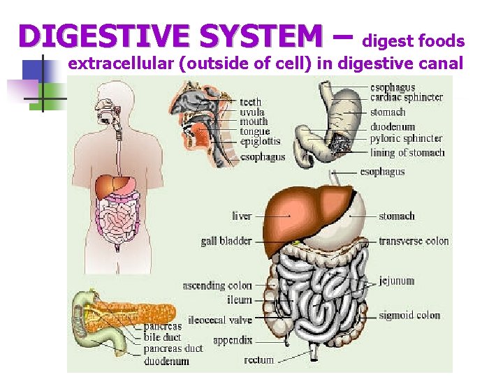 DIGESTIVE SYSTEM – DIGESTIVE SYSTEM digest foods extracellular (outside of cell) in digestive canal