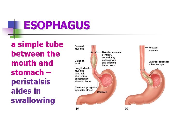 ESOPHAGUS a simple tube between the mouth and stomach – peristalsis aides in swallowing