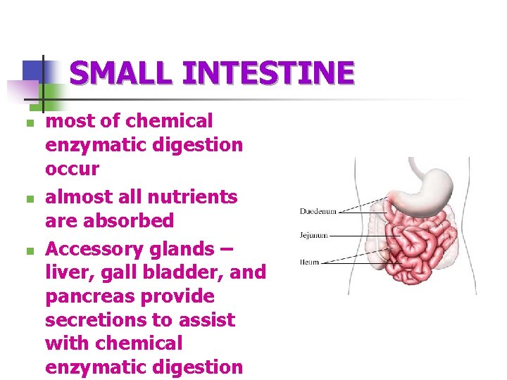 SMALL INTESTINE n n n most of chemical enzymatic digestion occur almost all nutrients