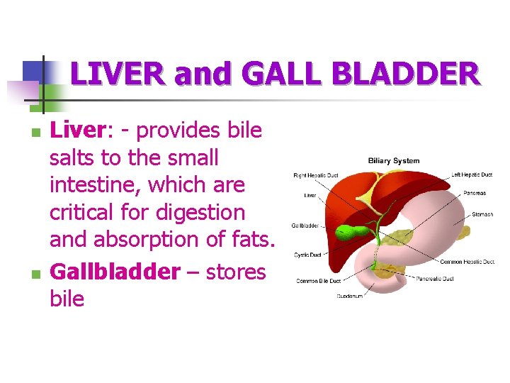 LIVER and GALL BLADDER n n Liver: - provides bile salts to the small