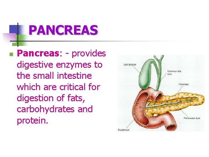 PANCREAS n Pancreas: - provides digestive enzymes to the small intestine which are critical