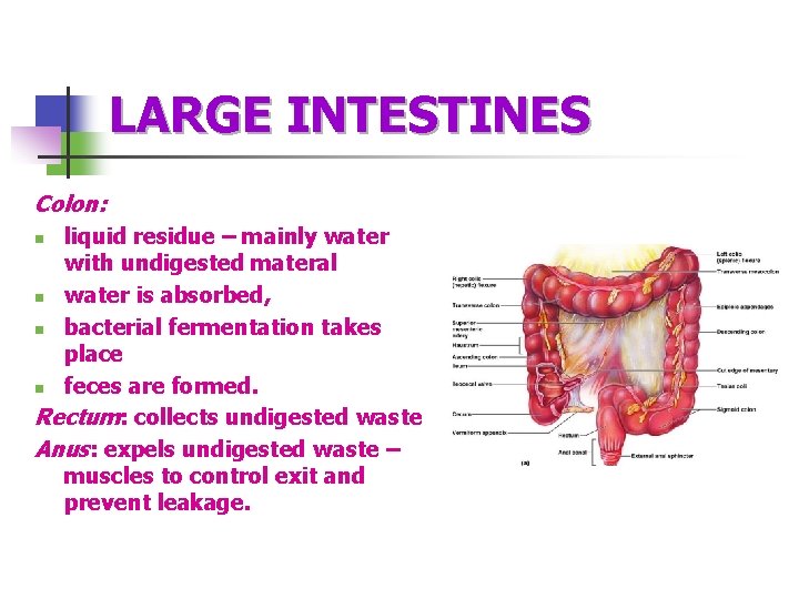 LARGE INTESTINES Colon: liquid residue – mainly water with undigested materal n water is