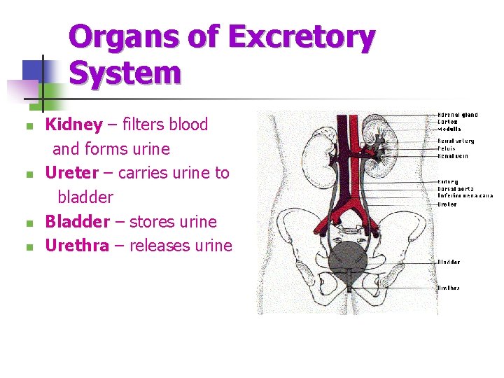 Organs of Excretory System Kidney – filters blood and forms urine n Ureter –