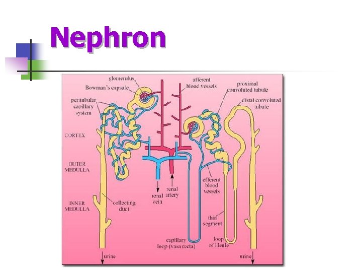 Nephron 