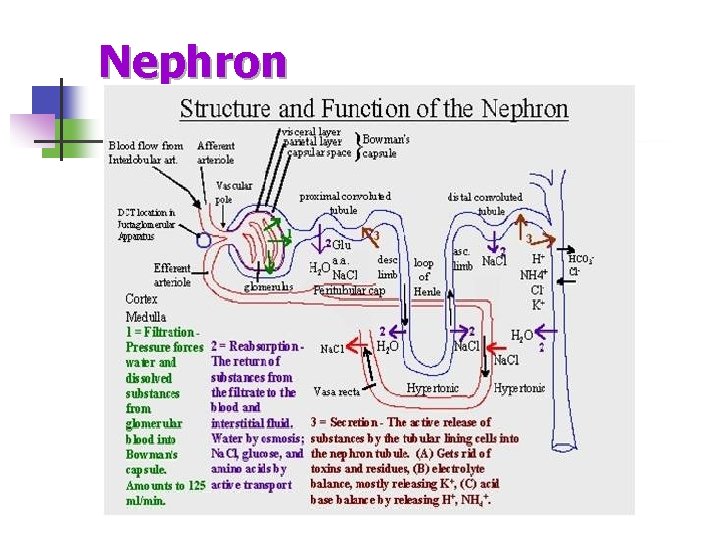 Nephron 