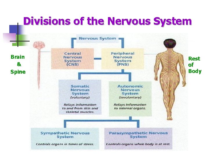 Divisions of the Nervous System Brain & Spine Rest of Body 