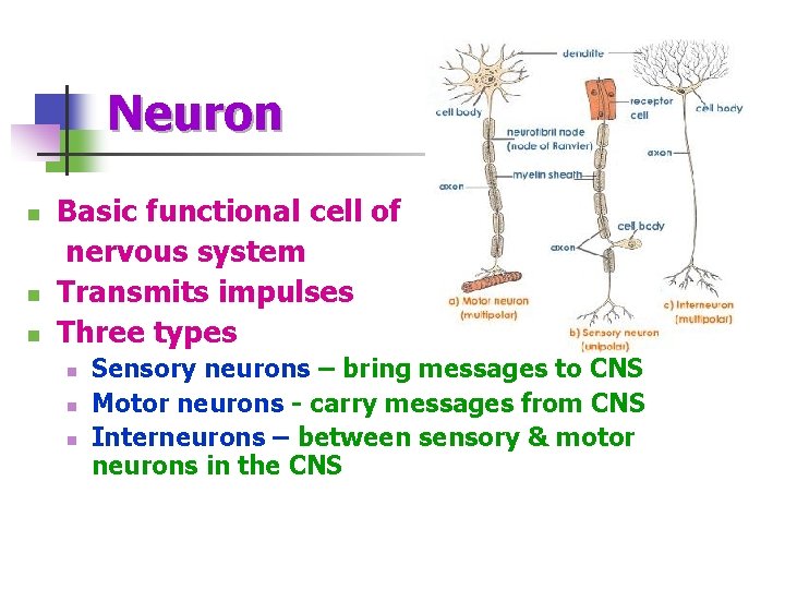 Neuron n Basic functional cell of nervous system Transmits impulses Three types n n