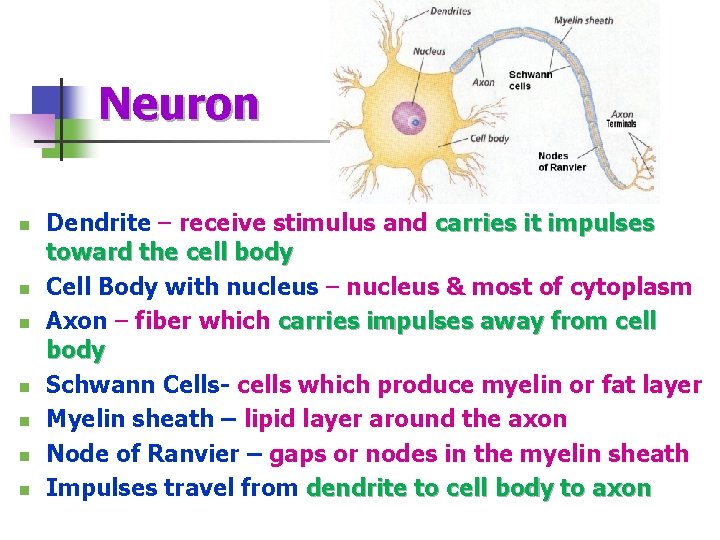 Neuron n n n n Dendrite – receive stimulus and carries it impulses toward
