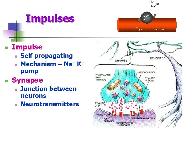 Impulses n Impulse n n n Self propagating Mechanism – Na+ K+ pump Synapse