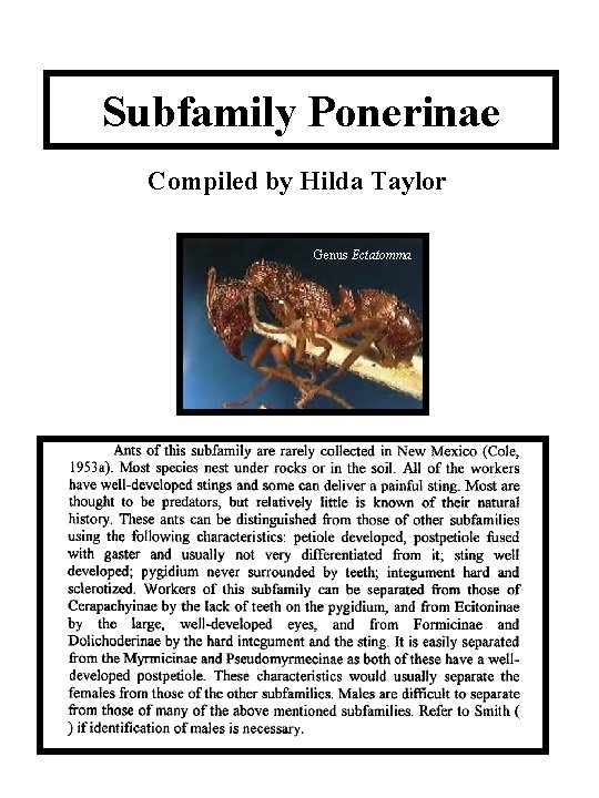 Subfamily Ponerinae Compiled by Hilda Taylor Genus Ectatomma 