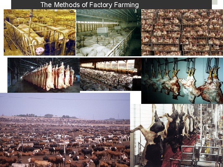 The Methods of Factory Farming 