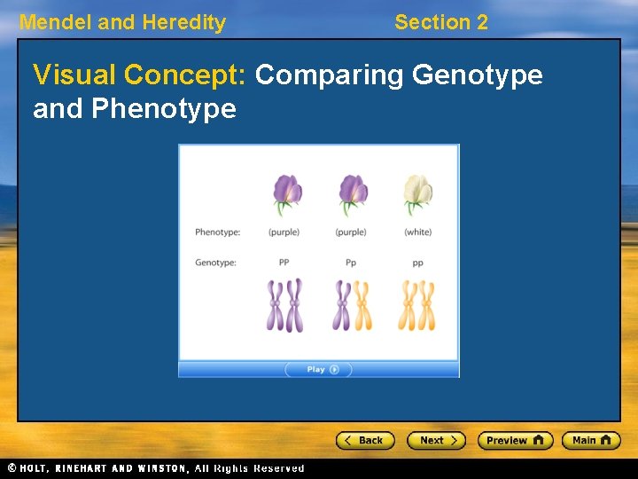 Mendel and Heredity Section 2 Visual Concept: Comparing Genotype and Phenotype 