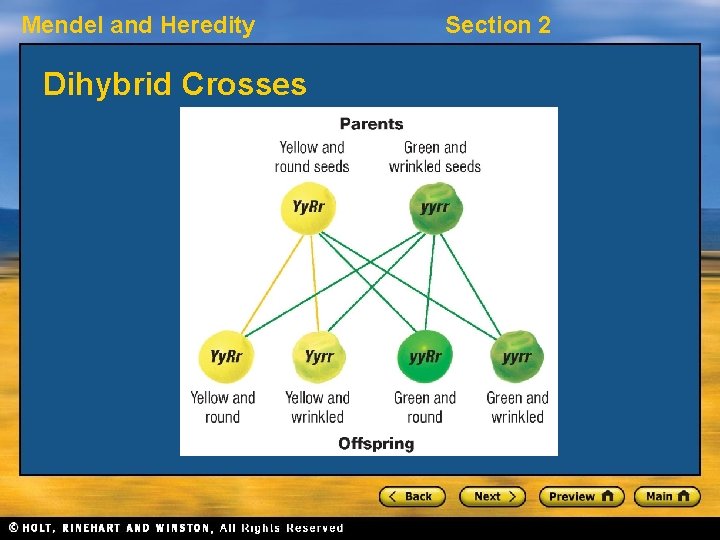 Mendel and Heredity Dihybrid Crosses Section 2 