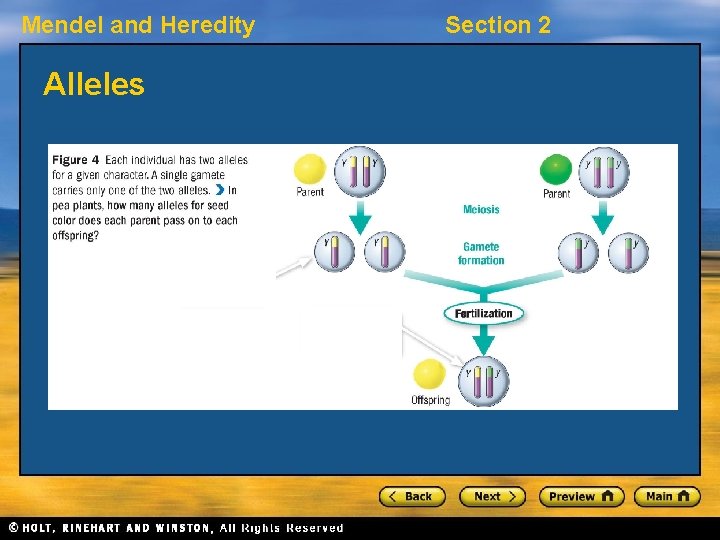 Mendel and Heredity Alleles Section 2 