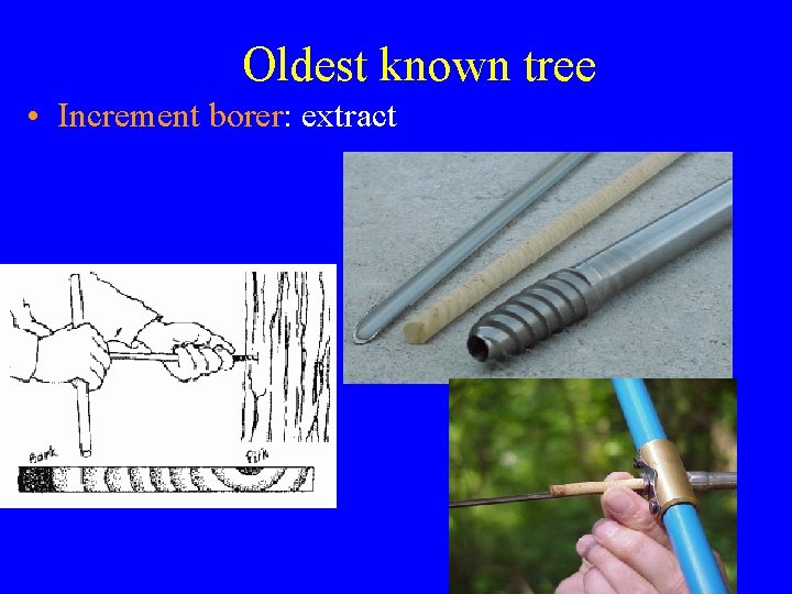 Oldest known tree • Increment borer: extract 