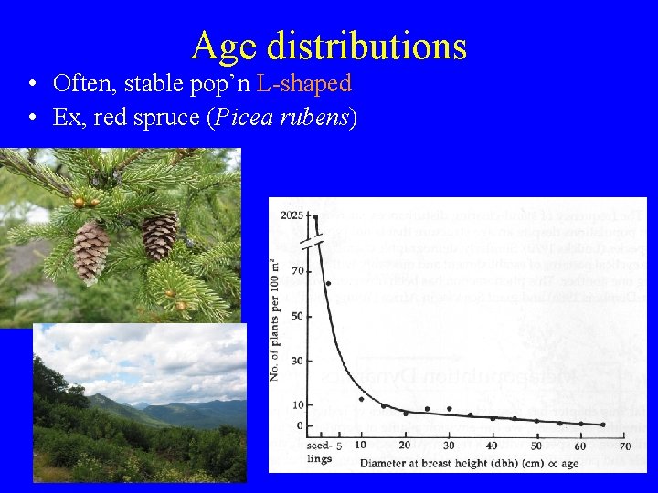 Age distributions • Often, stable pop’n L-shaped • Ex, red spruce (Picea rubens) 