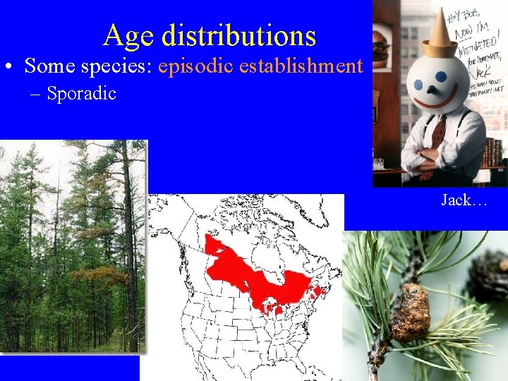 Age distributions • Some species: episodic establishment – Sporadic Jack… 