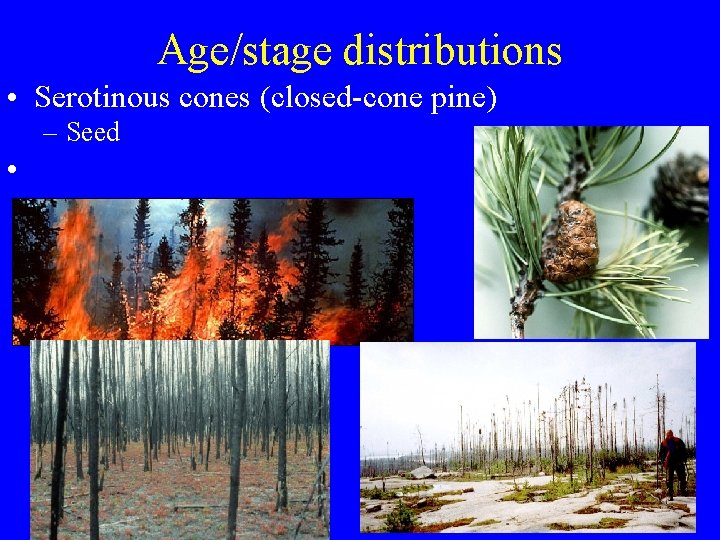 Age/stage distributions • Serotinous cones (closed-cone pine) – Seed • 