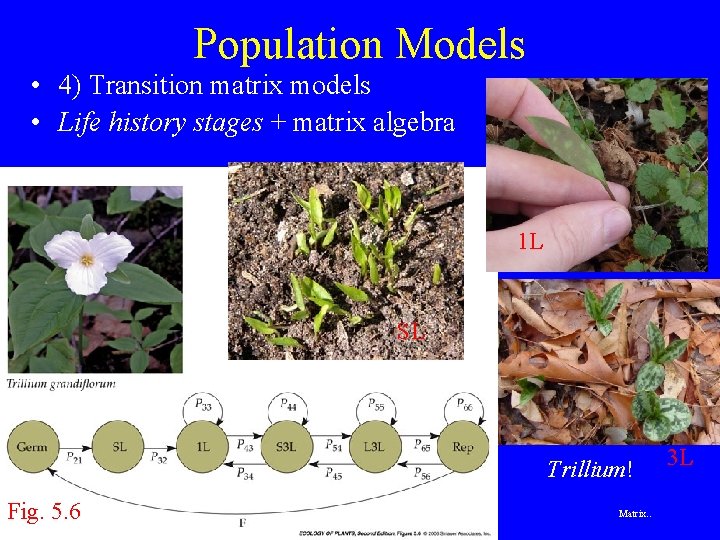Population Models • 4) Transition matrix models • Life history stages + matrix algebra