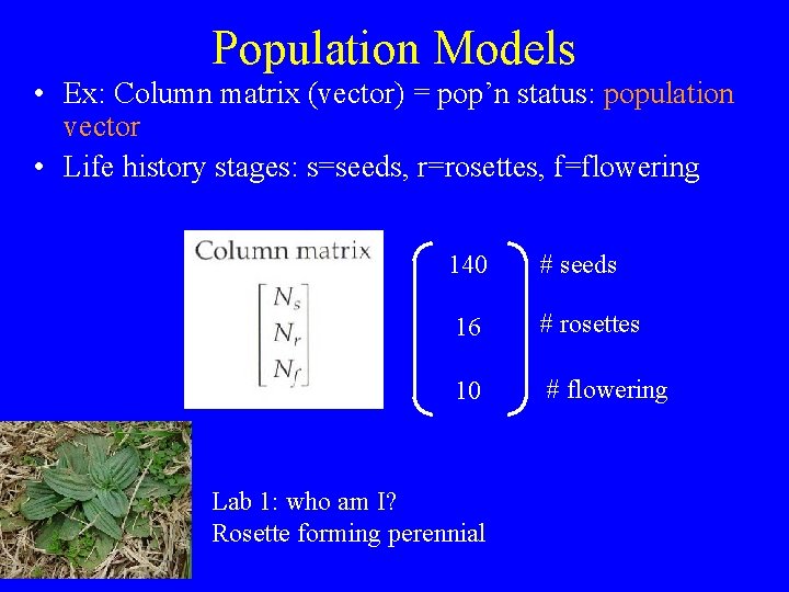 Population Models • Ex: Column matrix (vector) = pop’n status: population vector • Life