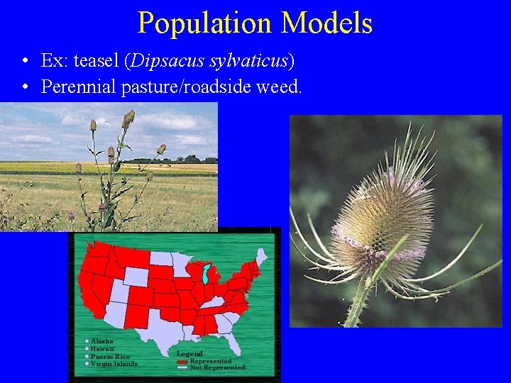 Population Models • Ex: teasel (Dipsacus sylvaticus) • Perennial pasture/roadside weed. 