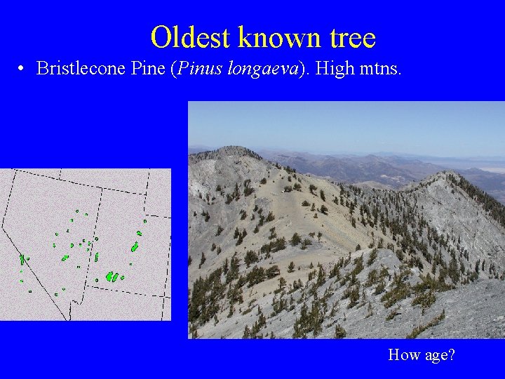 Oldest known tree • Bristlecone Pine (Pinus longaeva). High mtns. How age? 