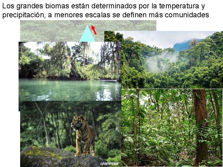 Los grandes biomas están determinados por la temperatura y precipitación, a menores escalas se