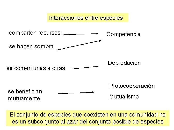 Interacciones entre especies comparten recursos Competencia se hacen sombra se comen unas a otras