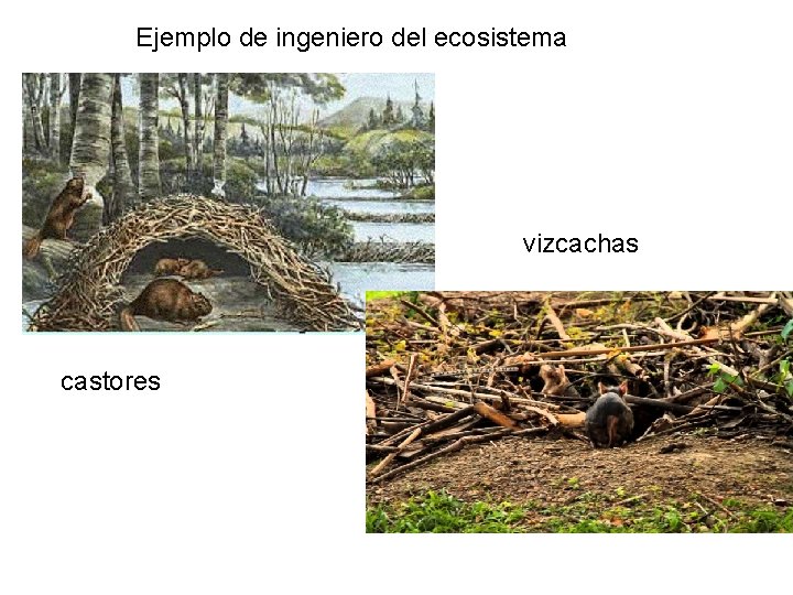 Ejemplo de ingeniero del ecosistema vizcachas castores 