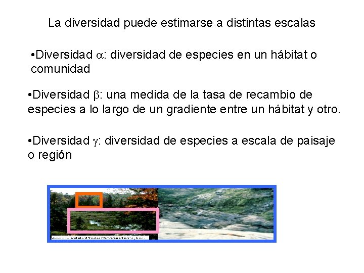 La diversidad puede estimarse a distintas escalas • Diversidad : diversidad de especies en