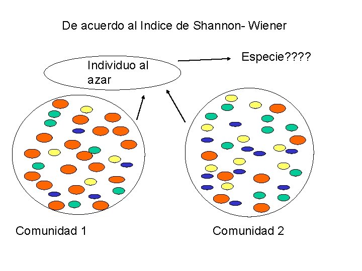 De acuerdo al Indice de Shannon- Wiener Individuo al azar Comunidad 1 Especie? ?